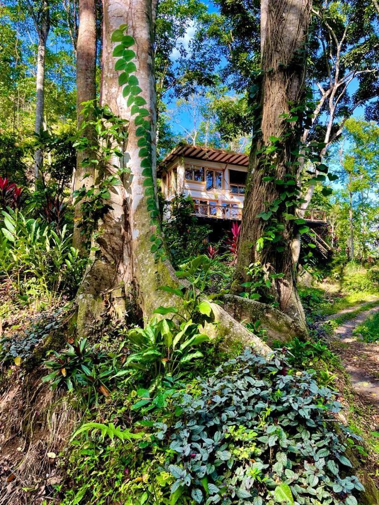 Jungle Spirit Treehouse