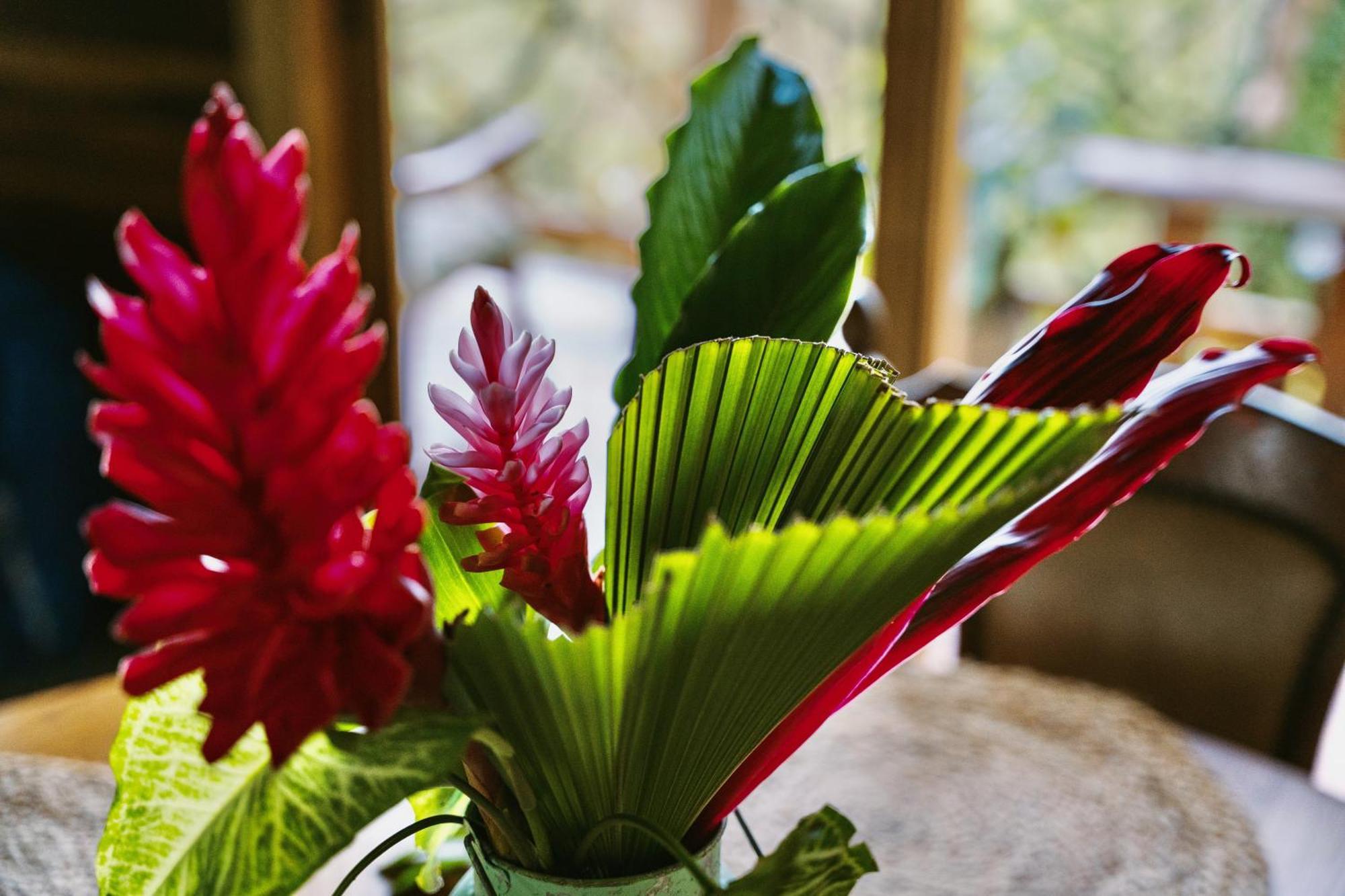 Jungle Spirit Treehouse Holiday home Cahuita