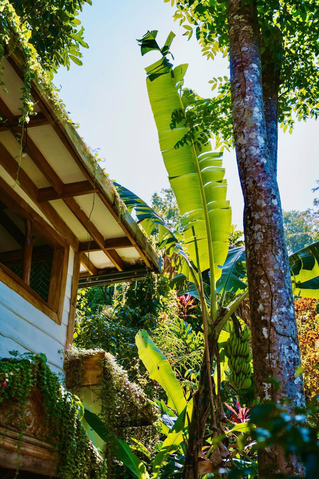 Jungle Spirit Treehouse Holiday home Cahuita