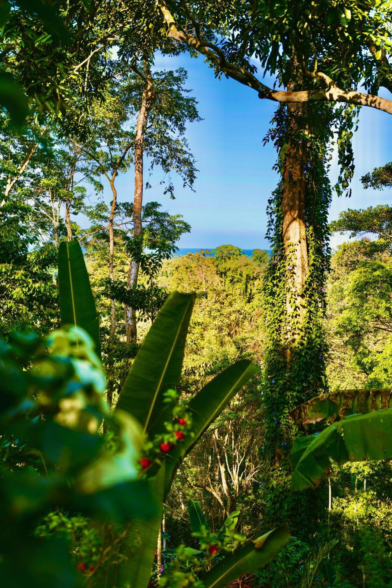 Jungle Spirit Treehouse * Cahuita