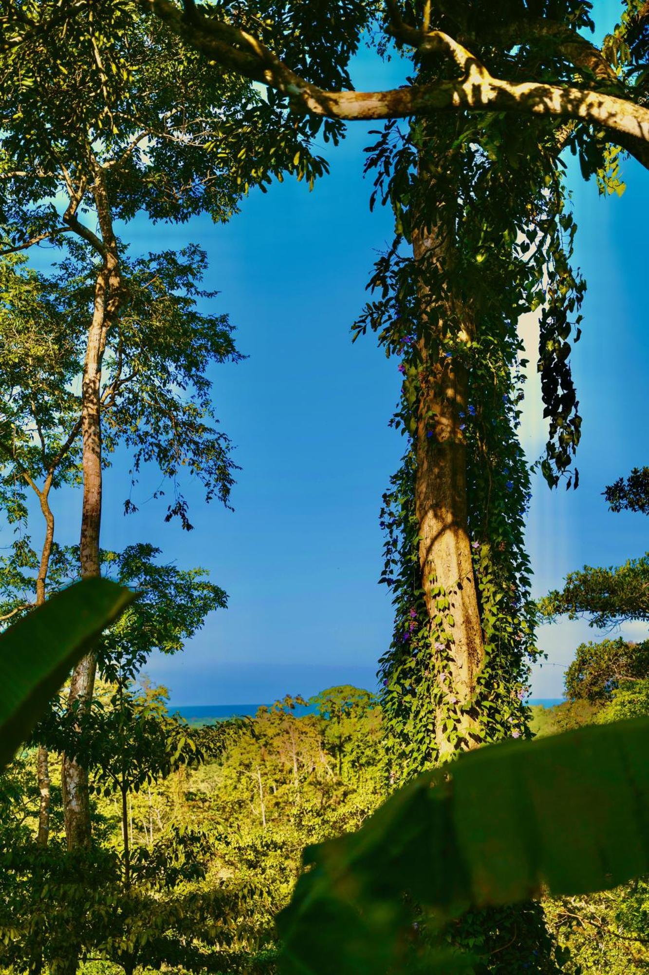 Jungle Spirit Treehouse Holiday home Cahuita