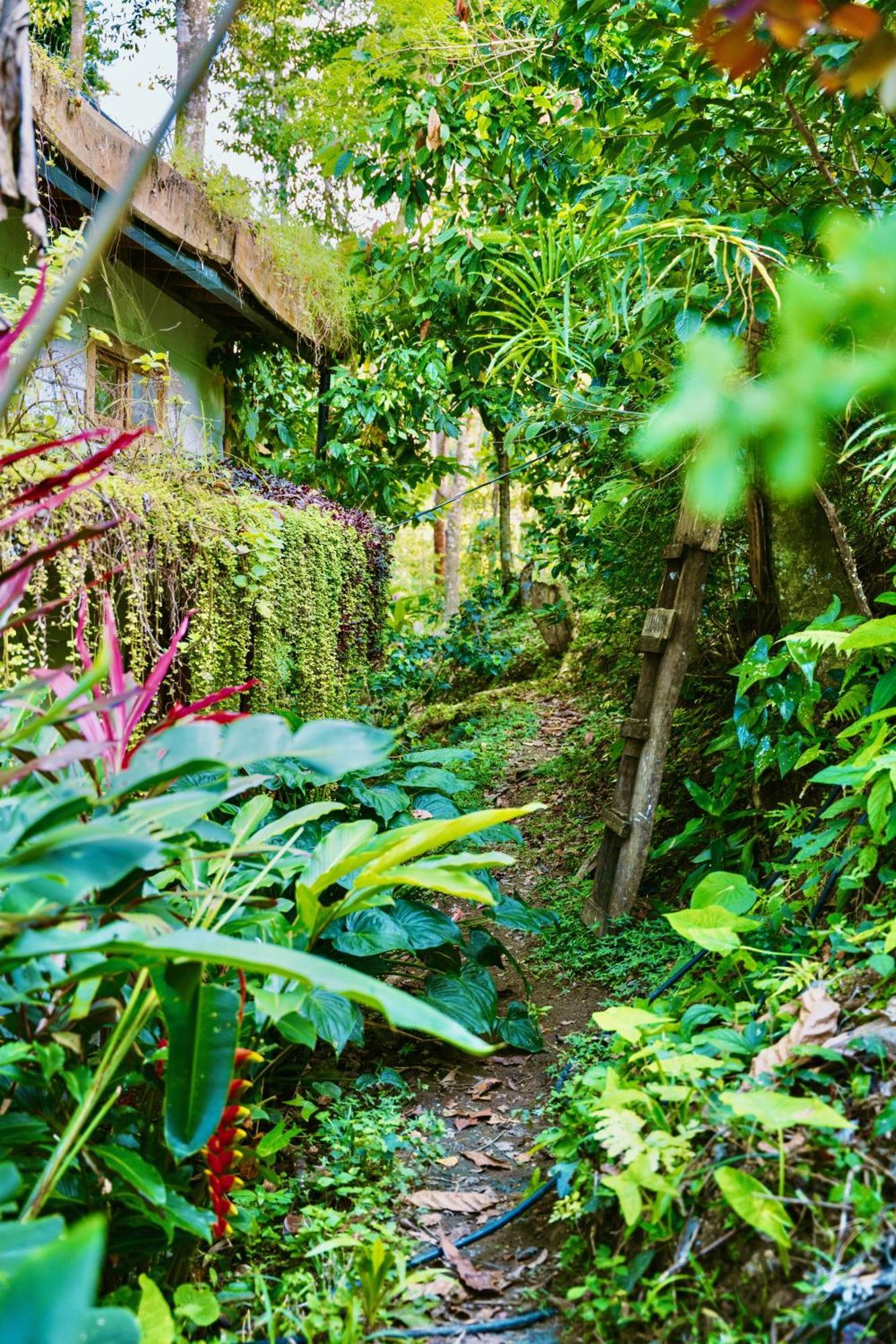 Jungle Spirit Treehouse Cahuita