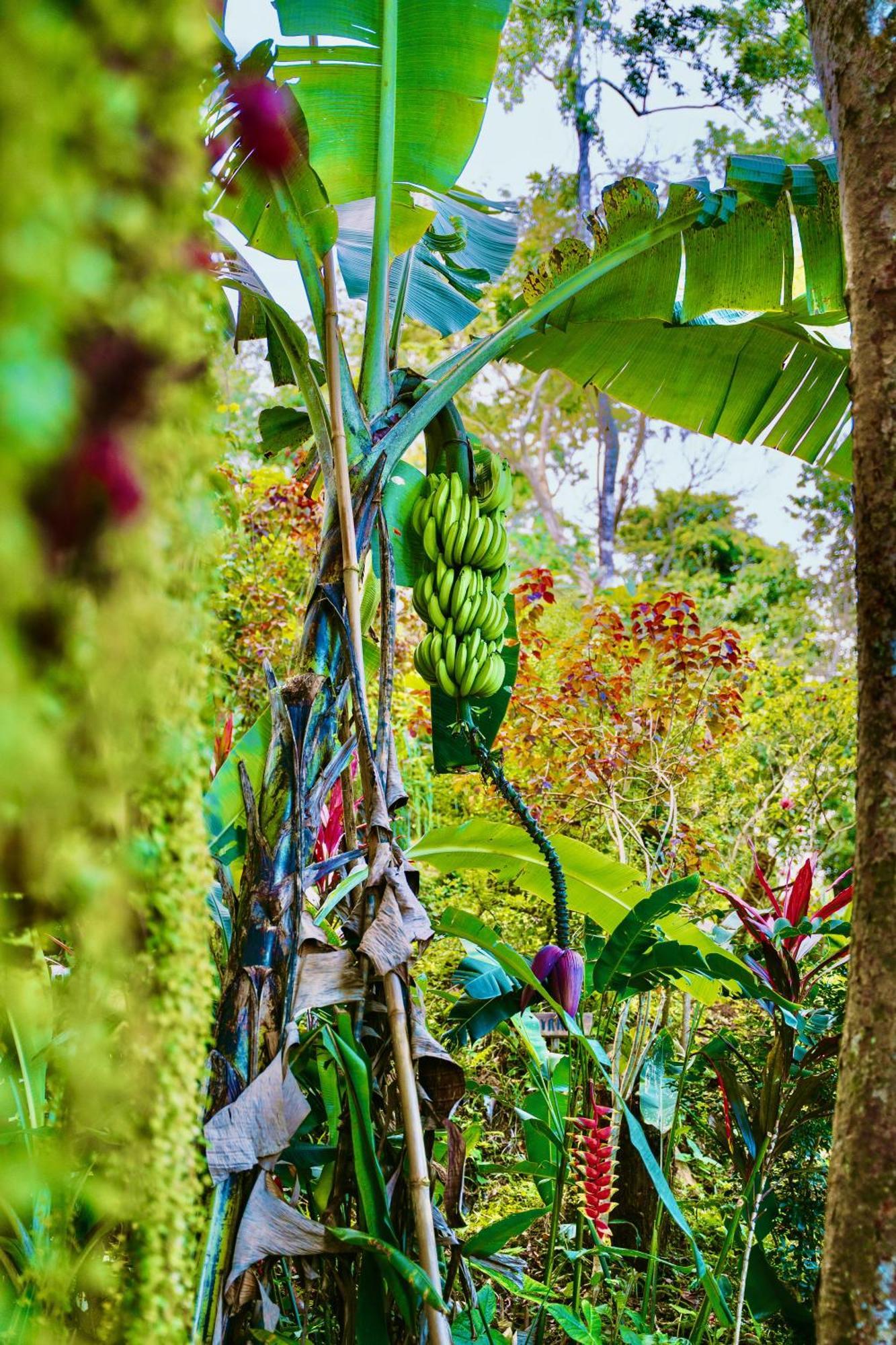 Jungle Spirit Treehouse Holiday home *